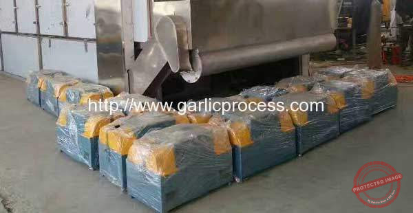 Garlic-Root-and-Leaf-Cutting-Machine-for-Canada-Market